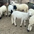 طليان سواكني ابيض شبيه الحري تربية