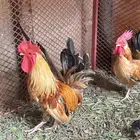 ديكين جبنيز اصل