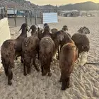 الشميسي طريق الخواجات