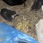 دجاجه عليها  فرخين