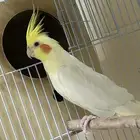 جوز لاتينو منتجين