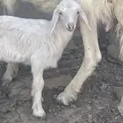نعجه متبع عليها رخل