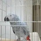 ببغاء كاسكو انثى