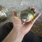للبيع كنيور