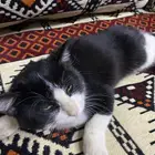 لقيت قط ضايع مكسور رجله نظيف بالخبراء المجد