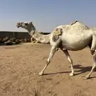 للبيع العشرا كفو حدرها قعود