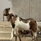 تيس فحل بلدي