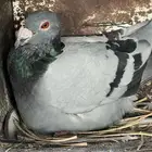 حمام زاجل جامبو