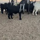 جفرات كفوي معرفه العدد 15 شي فاخر