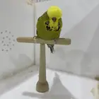 للبيع ذكر انجليزي