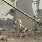 دجاجه سنديه منتجه