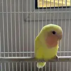 روز هدد خارجي وداخلي اقبل بدل