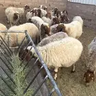 غنم نعيمي للبيع عددهم 23 راس