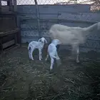 نعجه حريه للبيع معها اثنين كباشه