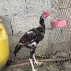 سنود
