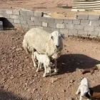 نعجه حريه حرشا تحتها رخلين صنف(( تم البيع))