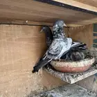 حمام باكستاني داب ولاه ( تم البيع )