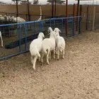 رخال للبيع ( تم البيع )