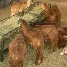 سواكن للبيع