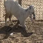 للبيع عنز