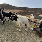 فحل بورقت