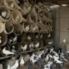 حمام