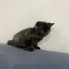 قطط للتبني