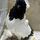 عرض لكم طيور سوداني الحجم م شاء الله بطل