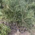 مشتل رياض الخير