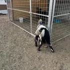 يوجد تيس وعناق بريه