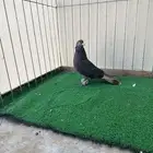 انثى تركيه عسليه معقده