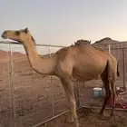 ناقه متلي