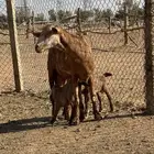 بيعت الله يبارك له عنز جنوبيه متوم