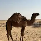 قعود للبيع