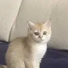 قطه سكوتش ستريت Scottish straight