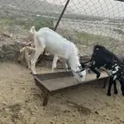 تيس جذع