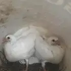 زغاليل فرنسي