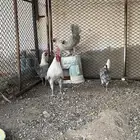 دجاج فيومي ألمنيوم ( العرض الثاني )