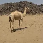 قعود فحل سلاله وشكل