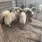 للبيع غنم نعيمي