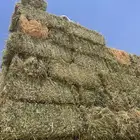 برسيم مخلوط شعر
