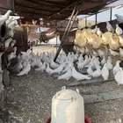 حمام فرنسي سوبر