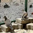 جوز قميري للبيع حد 300 ريال (إناث)