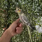 فرخ كروان اليف و هدد داخلي