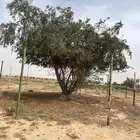 بذور سدر بالدي