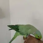 متكلم أليف عنده كلام سلام عليكم عنده كلام حبيبي