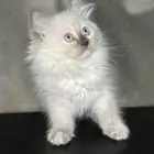 قطه للبيع