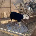 طلي نجدي فل شحم جذع