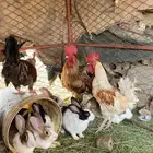 ديك بلدي