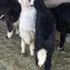 رخال طيبه ونضيفه شرط((( تم البيع))